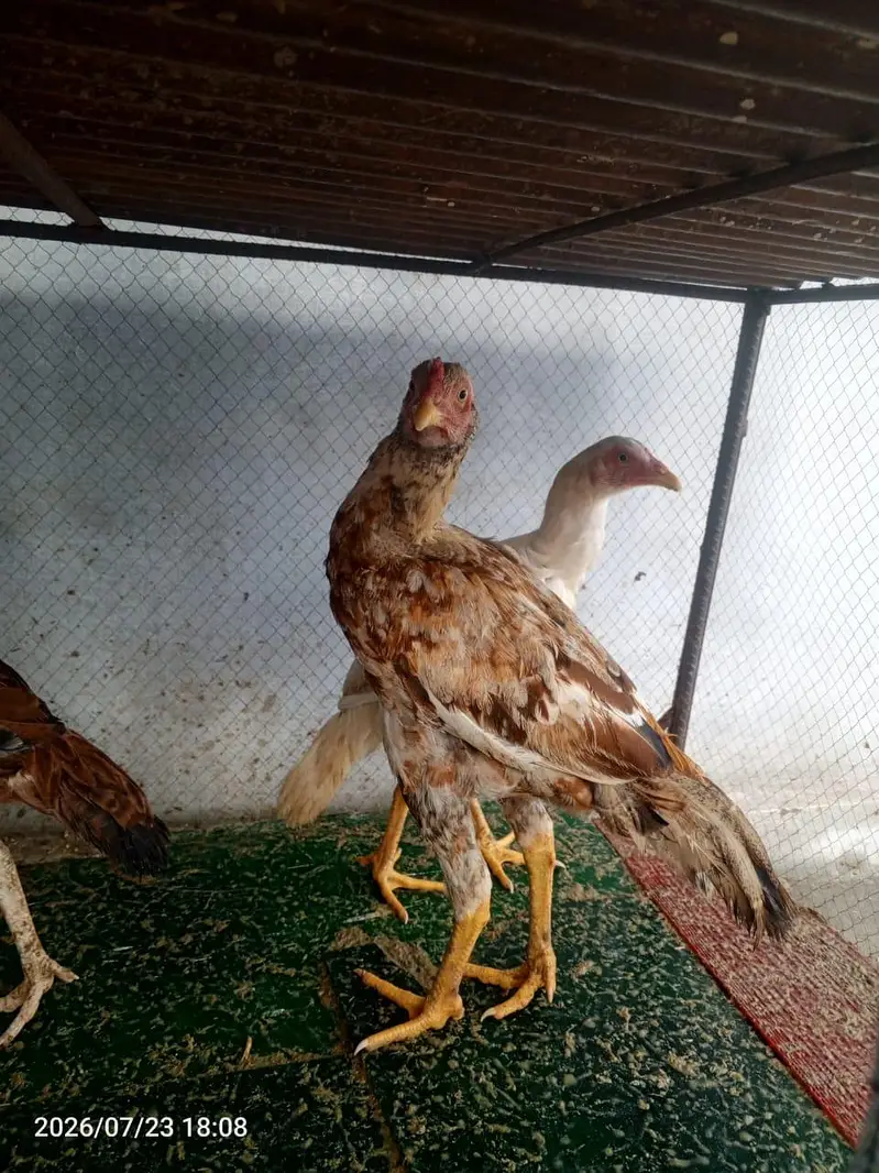 4 piece aseel minewli — photo 9