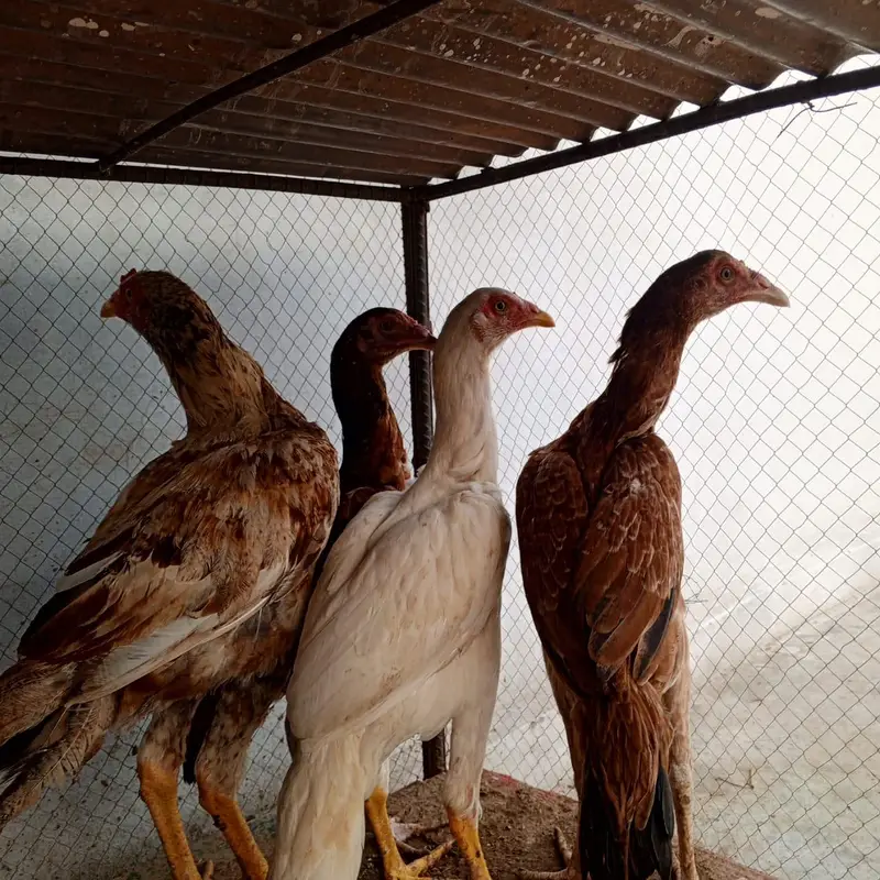 4 piece aseel minewli — photo 11