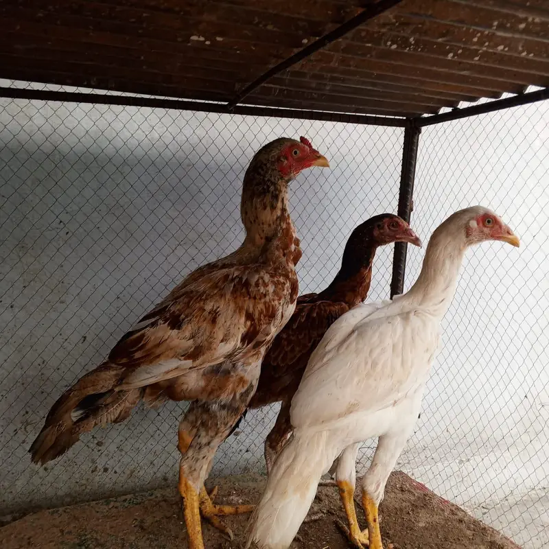 4 piece aseel minewli — photo 12