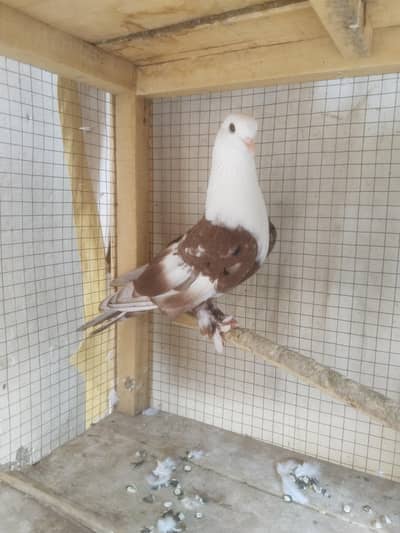 Red Karblai Male