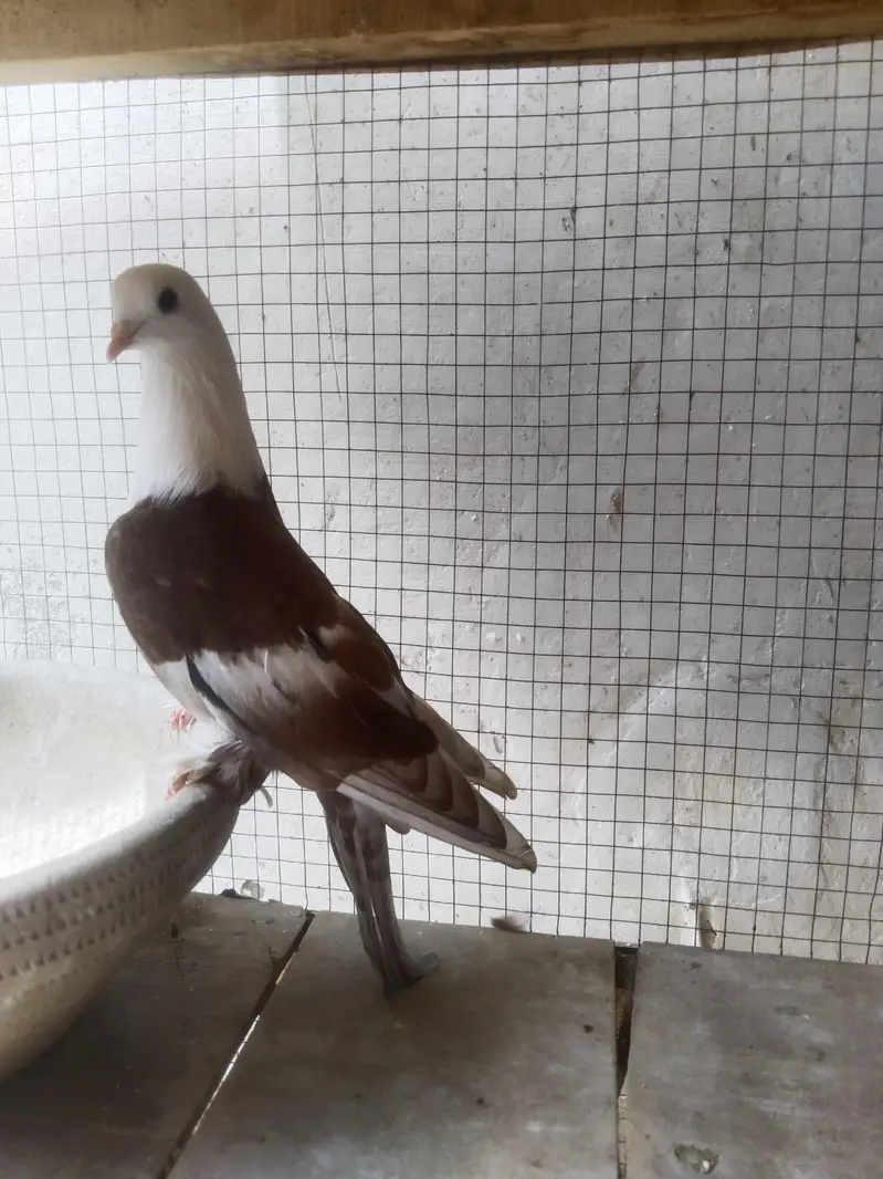 Red Karblai Male — photo 3