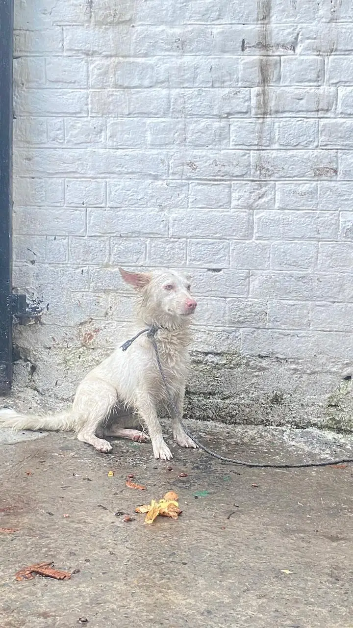 Russian pair pink nose — photo 4