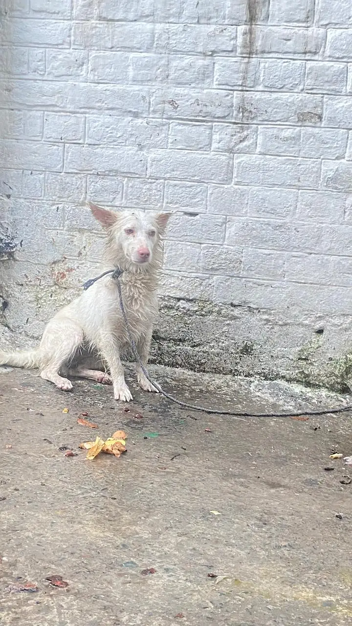 Russian pair pink nose — photo 5