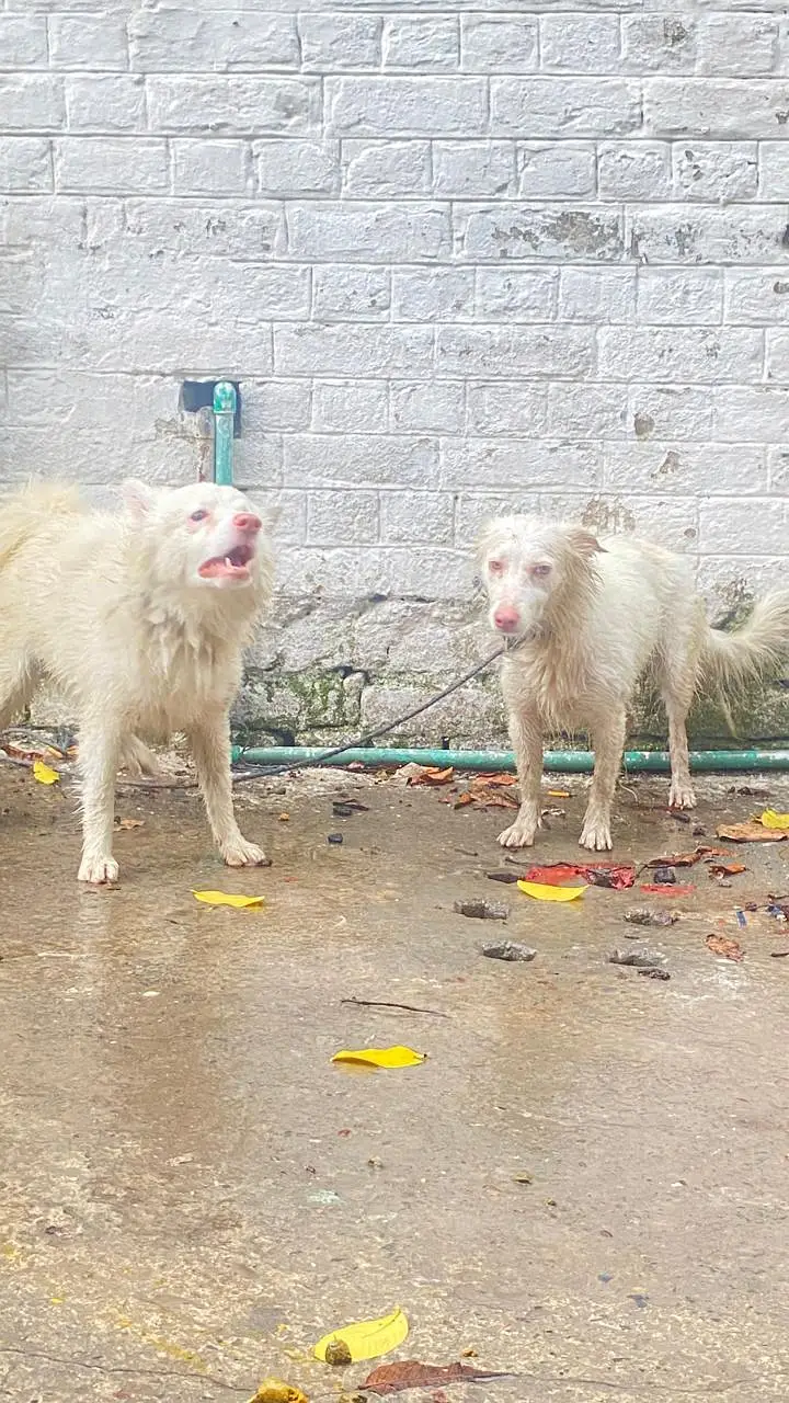 Russian pair pink nose — photo 7