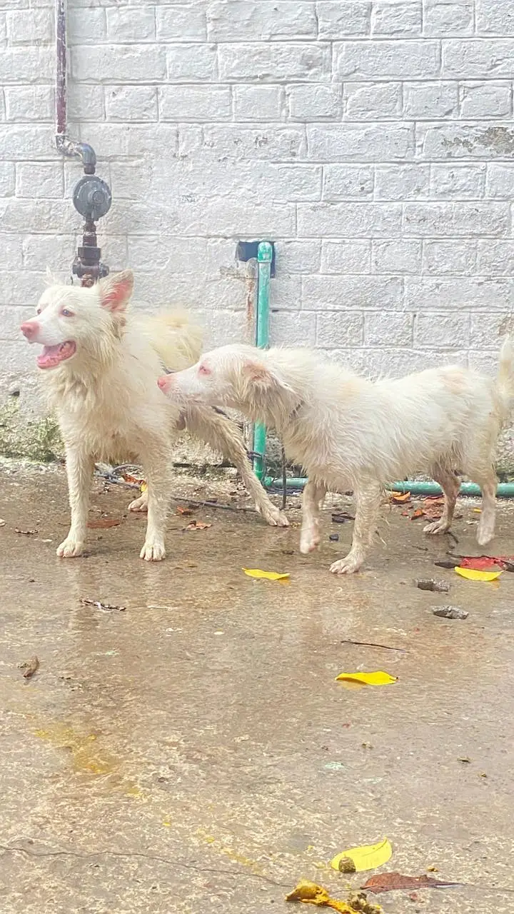 Russian pair pink nose — photo 8