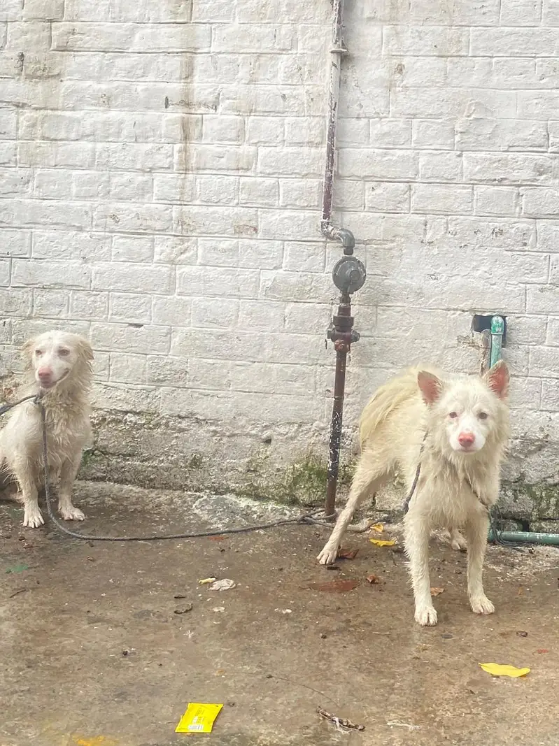 Russian pair pink nose — photo 9