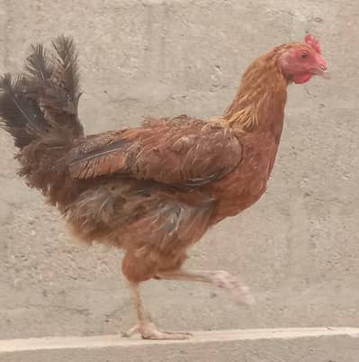 Hen for sale