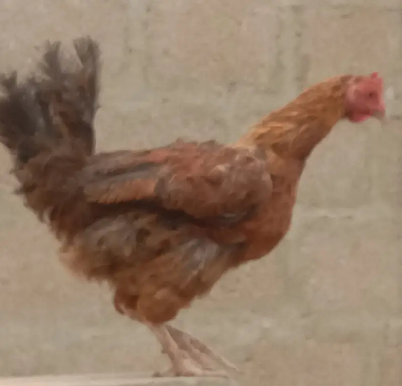 Hen for sale — photo 2