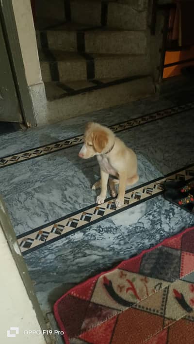 Golden Retriever Mix Breed