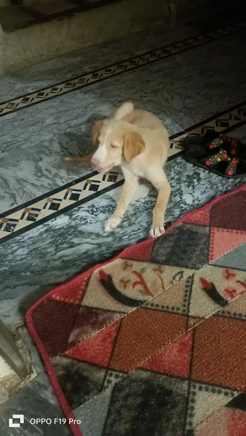 Golden Retriever Mix Breed — photo 2