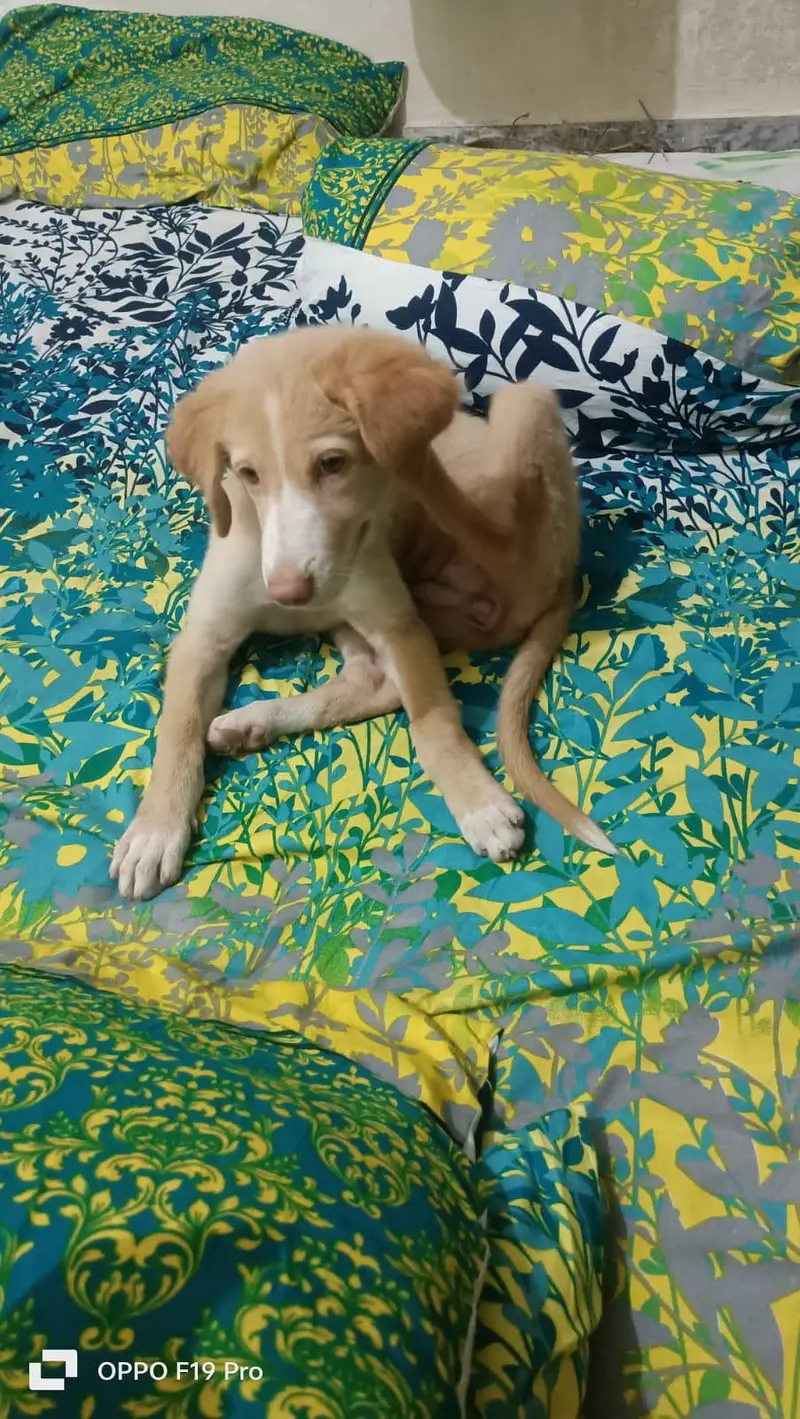 Golden Retriever Mix Breed — photo 3