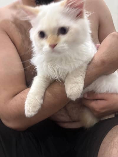cat selling