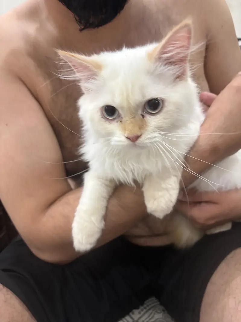 cat selling — photo 2