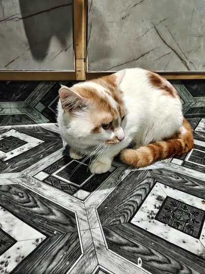 bombay male cat for sale