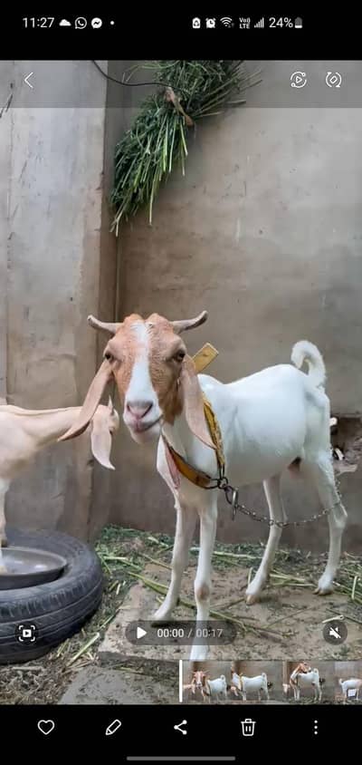 tappri female with baby female for sale