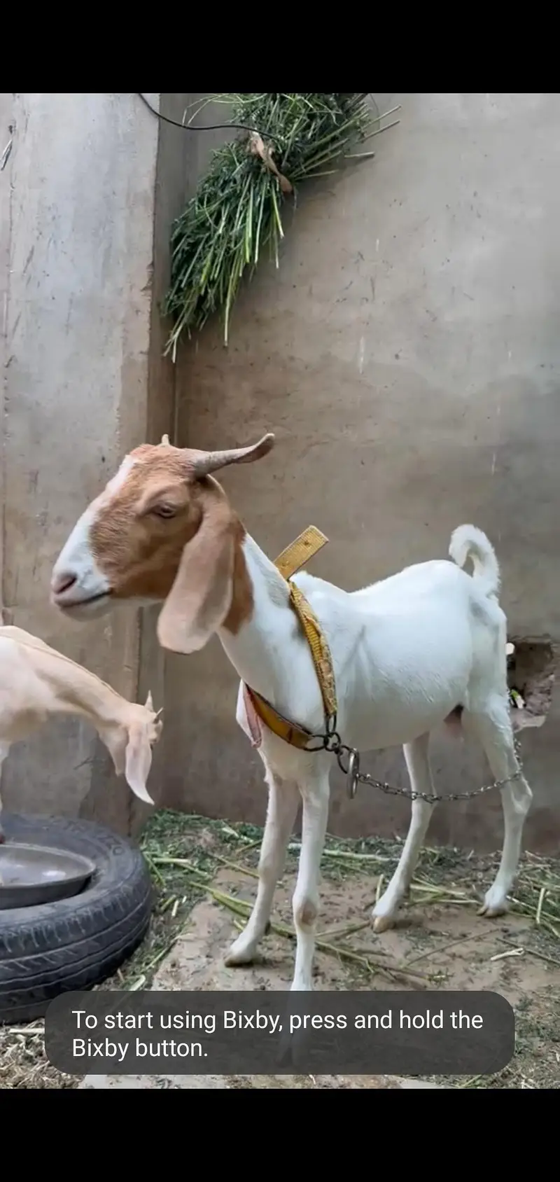 tappri female with baby female for sale — photo 2