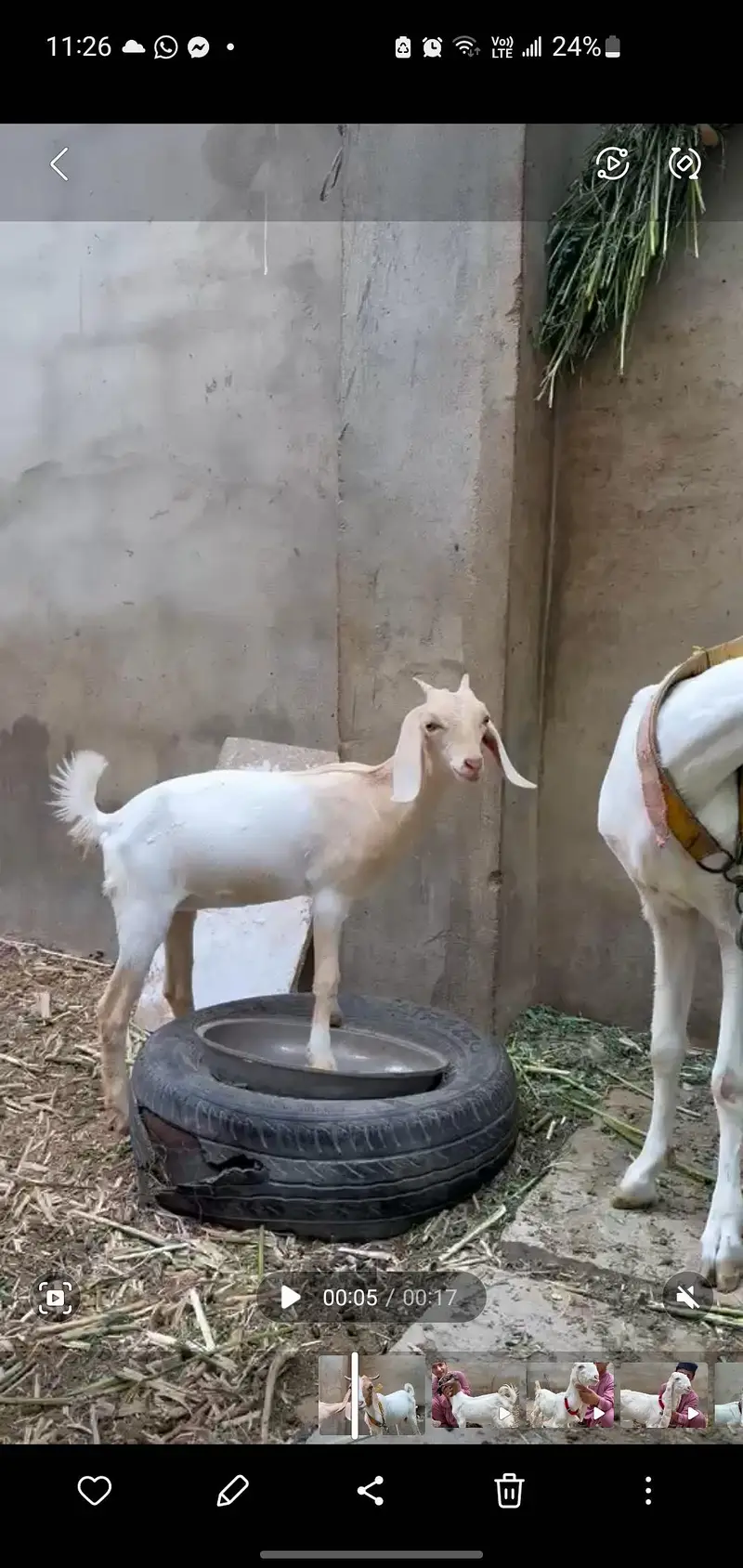 tappri female with baby female for sale — photo 3