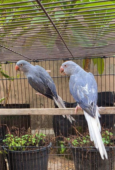 Double Factor Voilet ClearTail Ringneck parrot
