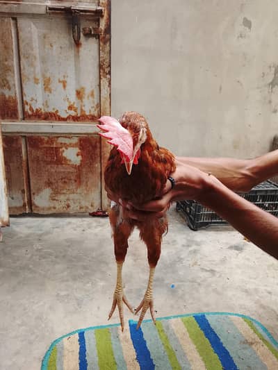 2 golden misri for sell