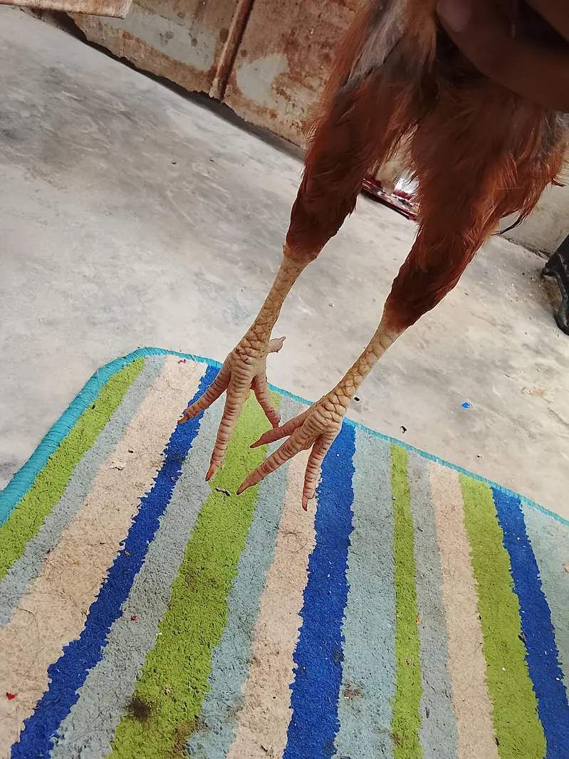 2 golden misri for sell — photo 2