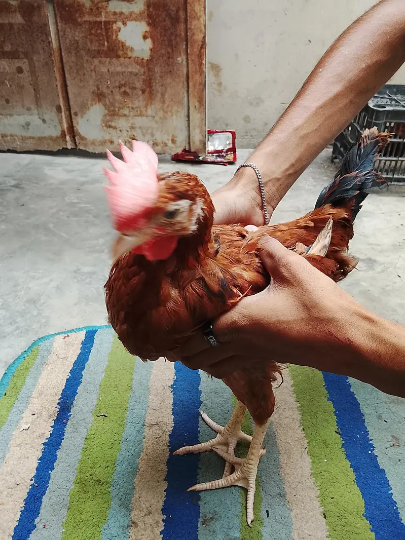 2 golden misri for sell — photo 4