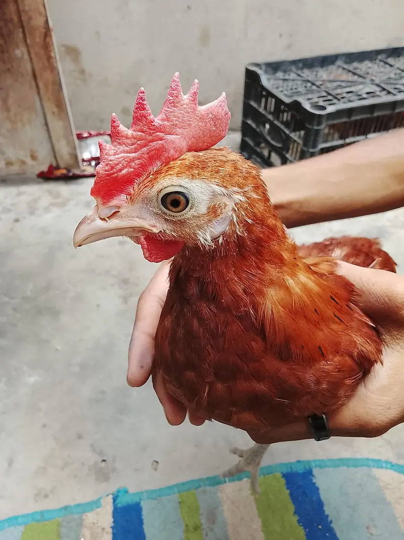 2 golden misri for sell — photo 8