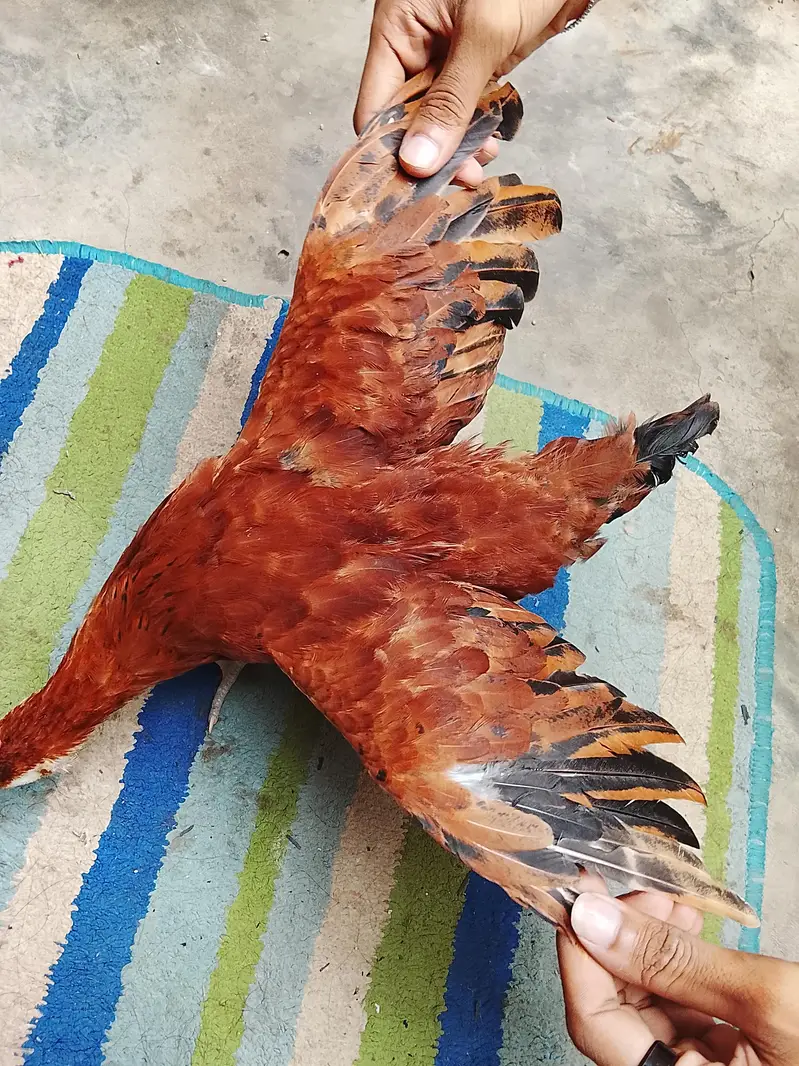 2 golden misri for sell — photo 9