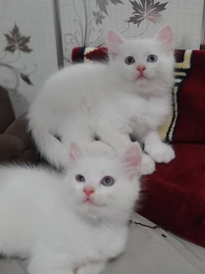 Cute Baby Kittens