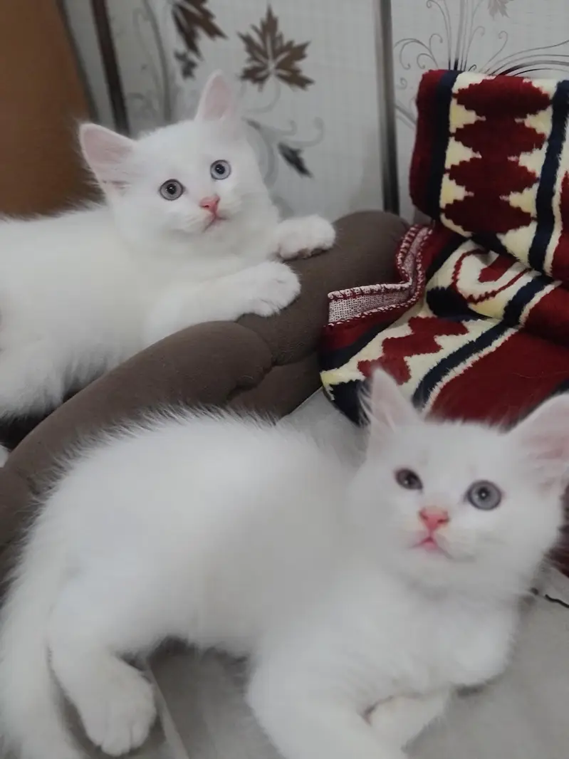 Cute Baby Kittens — photo 2