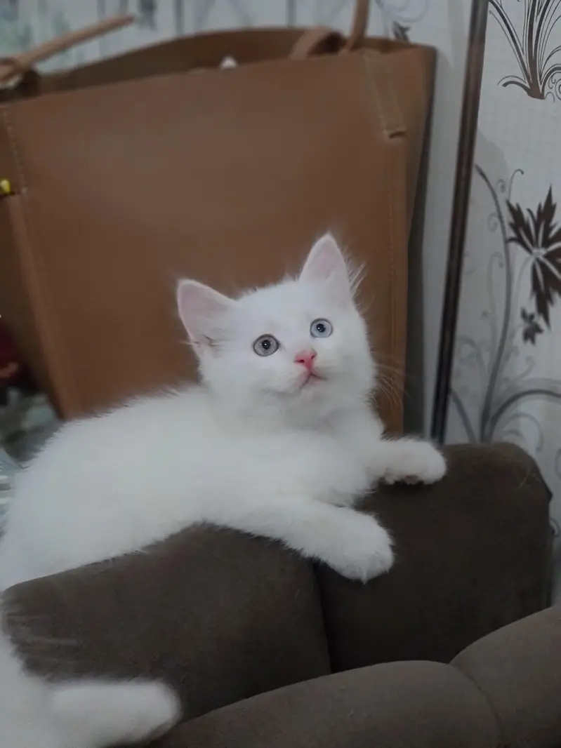 Cute Baby Kittens — photo 3