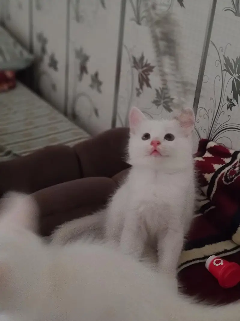 Cute Baby Kittens — photo 4