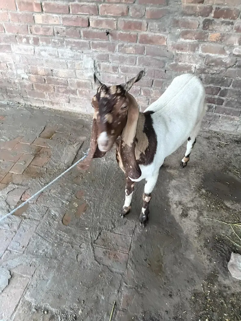bakri beetal cross sindhi bakri — photo 4