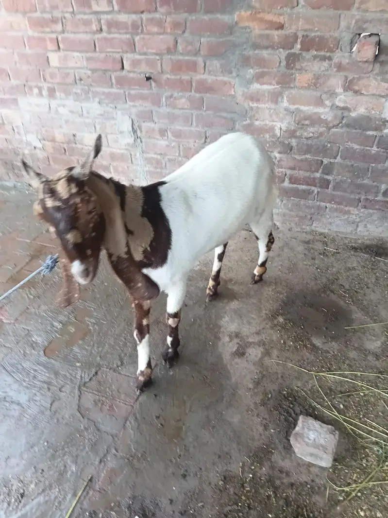 bakri beetal cross sindhi bakri — photo 5