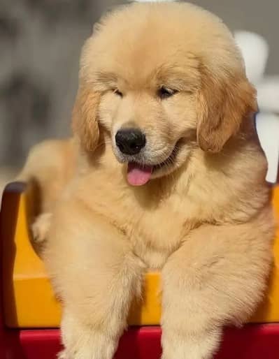 Golden retriever puppies 92@313*9363417