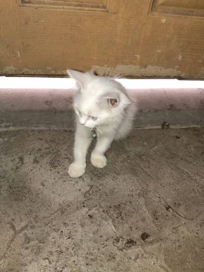 persion cat Baby Blue Eyes For Sale