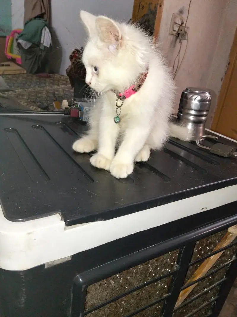 persion cat Baby Blue Eyes For Sale — photo 2