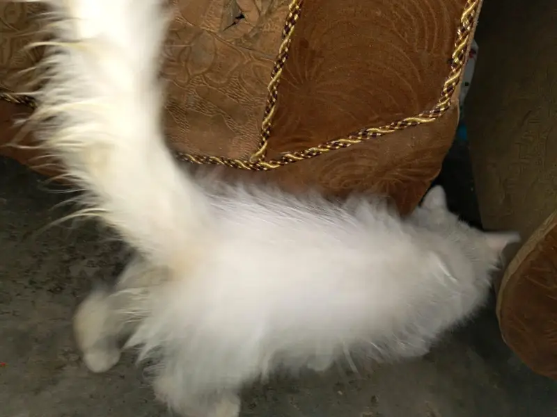 persion cat Baby Blue Eyes For Sale — photo 3