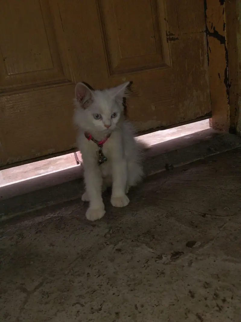 persion cat Baby Blue Eyes For Sale — photo 4