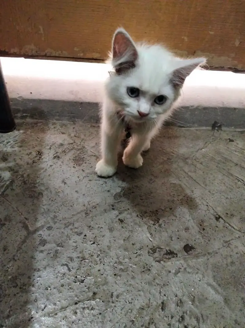 persion cat Baby Blue Eyes For Sale — photo 5