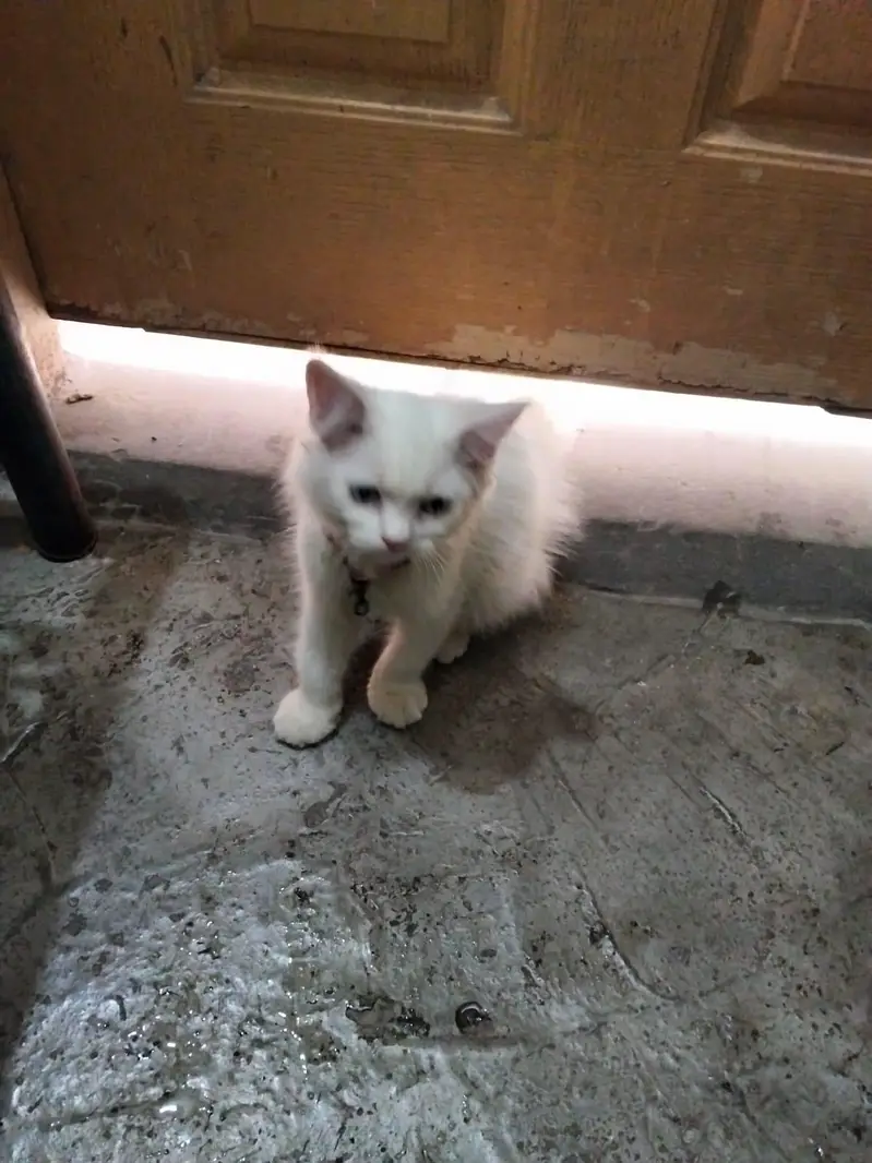 persion cat Baby Blue Eyes For Sale — photo 6