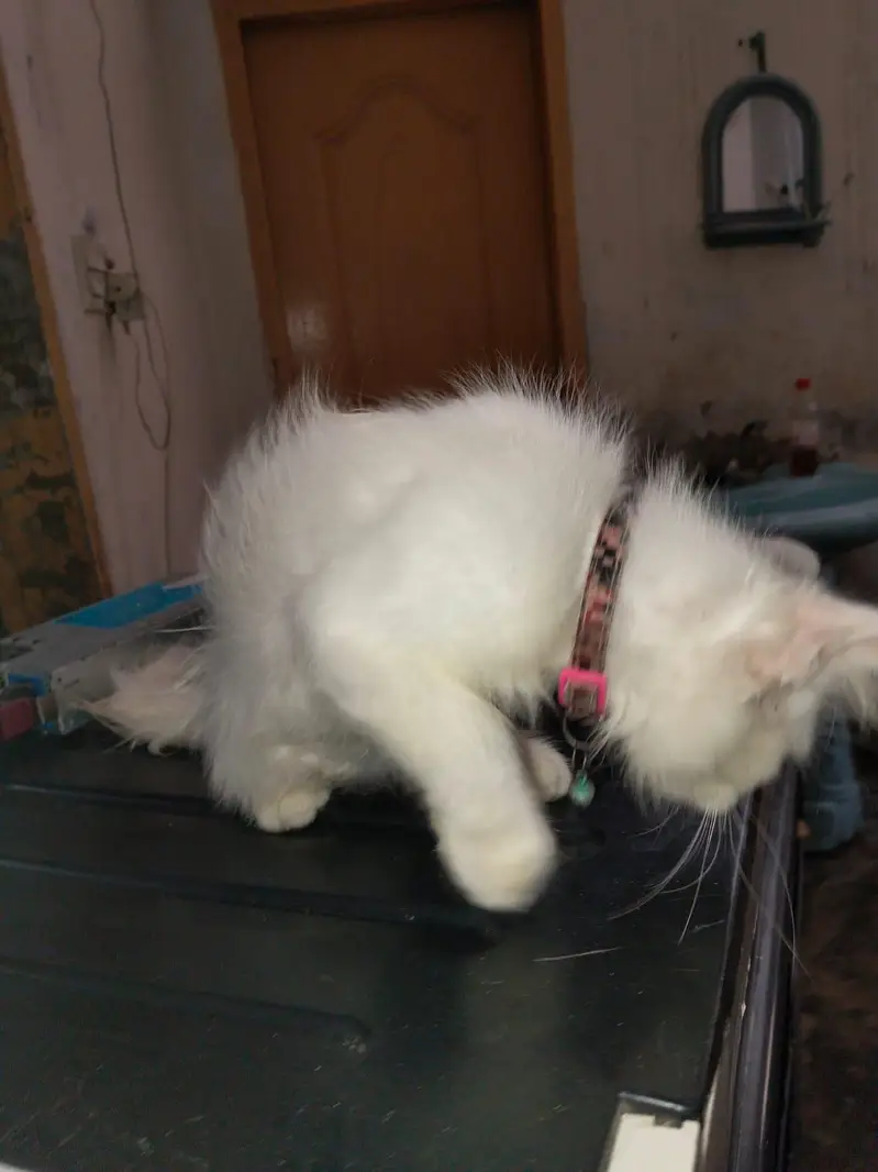 persion cat Baby Blue Eyes For Sale — photo 7