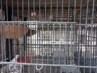 Red Pied, Silver Pied,Blue Pied breeder pairs available