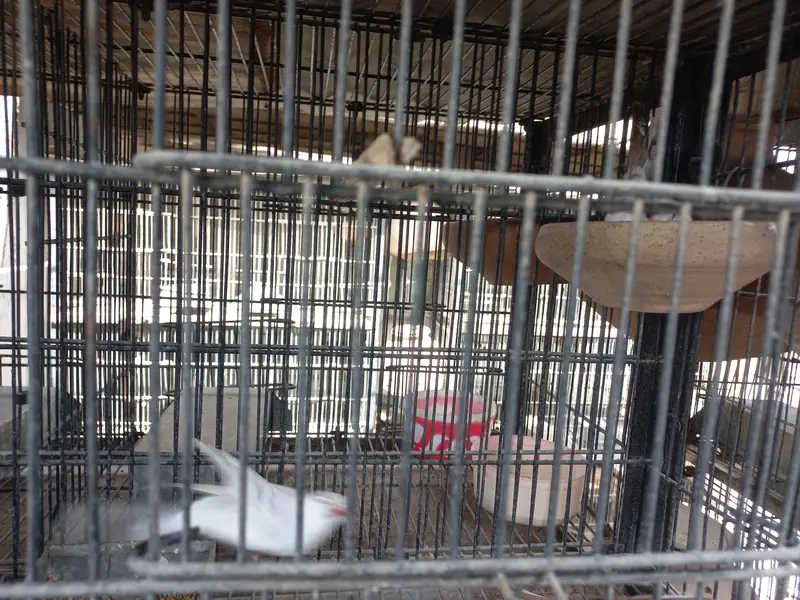 Red Pied, Silver Pied,Blue Pied breeder pairs available — photo 2