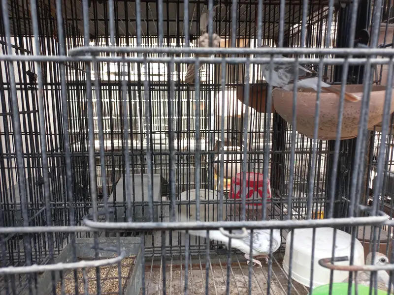 Red Pied, Silver Pied,Blue Pied breeder pairs available — photo 3