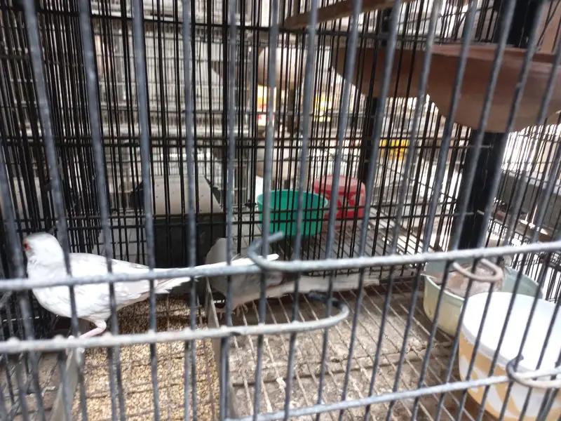 Red Pied, Silver Pied,Blue Pied breeder pairs available — photo 4