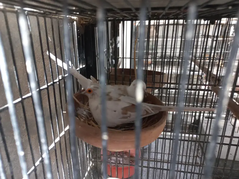 Red Pied, Silver Pied,Blue Pied breeder pairs available — photo 5