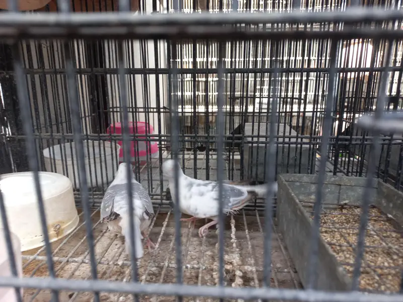 Red Pied, Silver Pied,Blue Pied breeder pairs available — photo 6