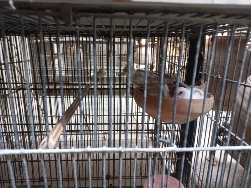 Red Pied, Silver Pied,Blue Pied breeder pairs available — photo 7