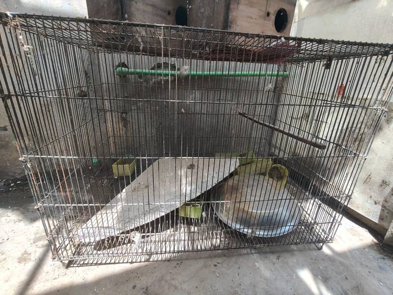cages 1