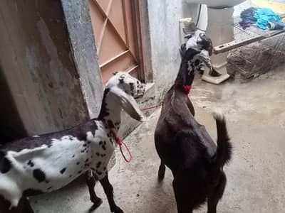vip goat 